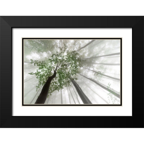 Misty mystery of the forest Black Modern Wood Framed Art Print with Double Matting by Pavlasek, Tom