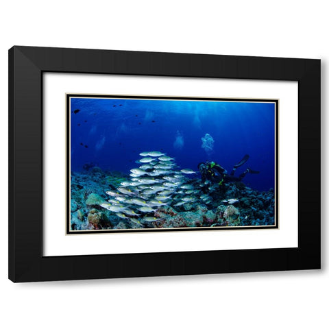 Fish And DIVers Black Modern Wood Framed Art Print with Double Matting by Y Lin, Ryan