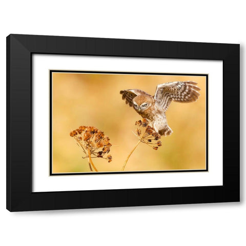 Little Owl Black Modern Wood Framed Art Print with Double Matting by Manusevich, David