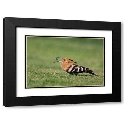 Tiny Catch Black Modern Wood Framed Art Print with Double Matting by Wilson, Guy