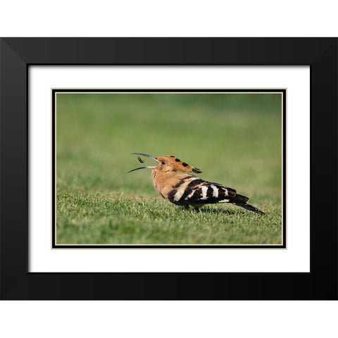 Tiny Catch Black Modern Wood Framed Art Print with Double Matting by Wilson, Guy