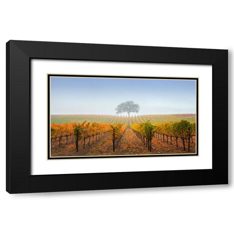 A Tree In A Vineyard Black Modern Wood Framed Art Print with Double Matting by Mao, Dianne