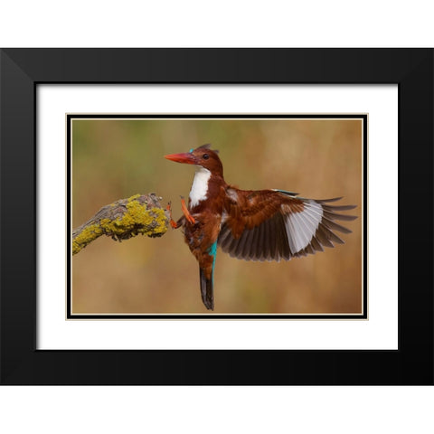 White Throated Kingfisher Black Modern Wood Framed Art Print with Double Matting by Manusevich, David