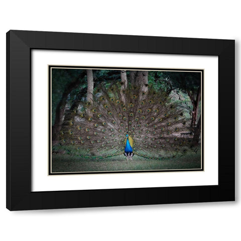 Look At Me Black Modern Wood Framed Art Print with Double Matting by Lu, Linda