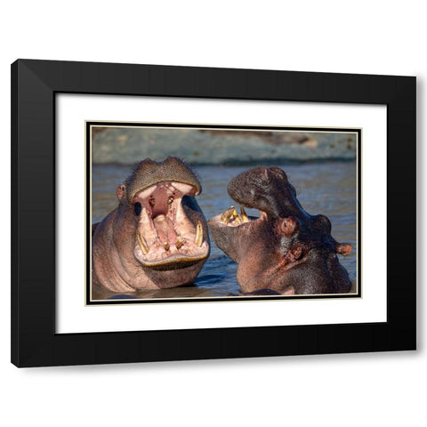 Chatting Hyppos Black Modern Wood Framed Art Print with Double Matting by Catta, Alessandro