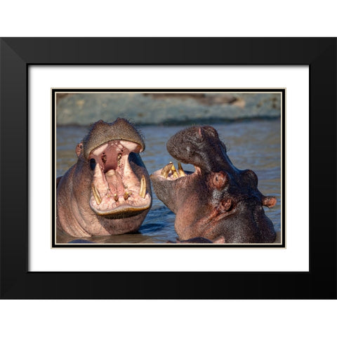 Chatting Hyppos Black Modern Wood Framed Art Print with Double Matting by Catta, Alessandro