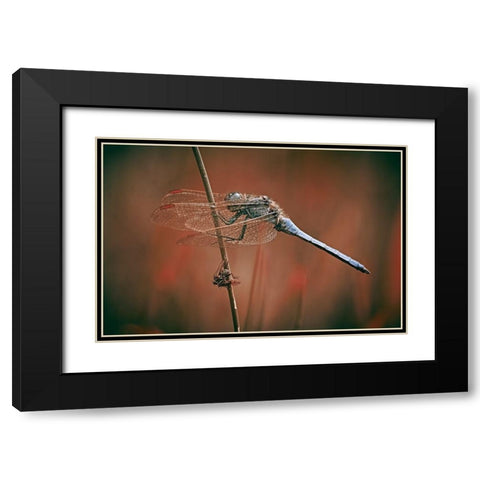 The Battlefield Black Modern Wood Framed Art Print with Double Matting by Williams, Stuart
