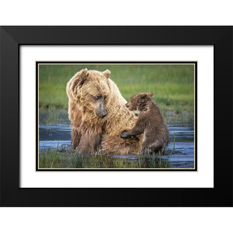 Bear-Back Ride? Black Modern Wood Framed Art Print with Double Matting by C. Sink, Jeffrey