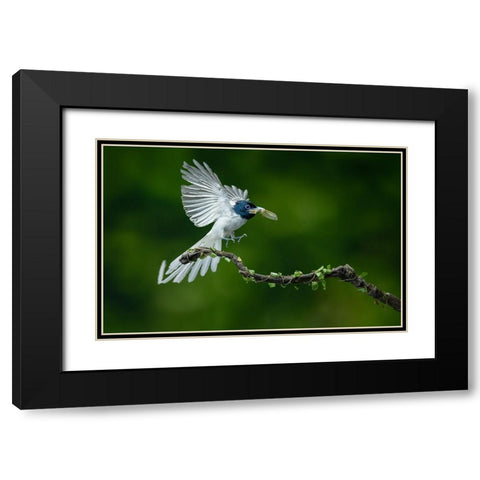 Asian Flycather Black Modern Wood Framed Art Print with Double Matting by Simons, L.