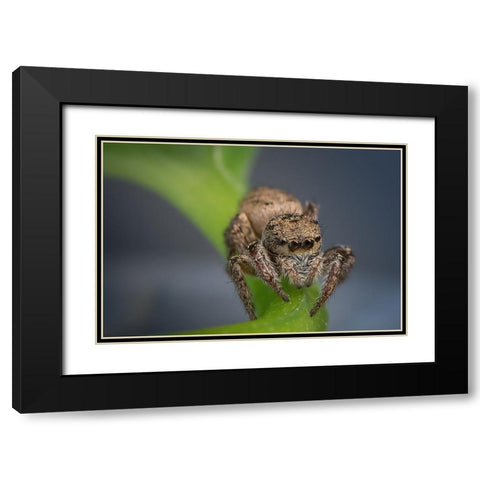Jumping Spider Black Modern Wood Framed Art Print with Double Matting by Deng, Ivy