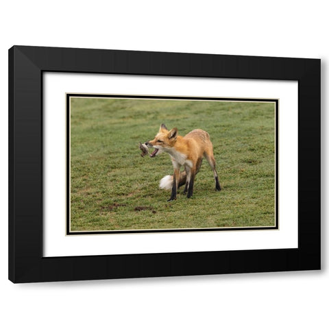 Playing With Prey Black Modern Wood Framed Art Print with Double Matting by Lu, Bill