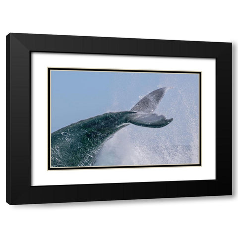 Escort Tail Black Modern Wood Framed Art Print with Double Matting by Melesan, Serge