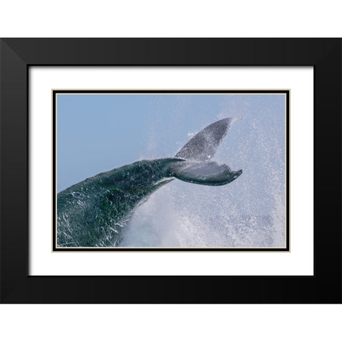 Escort Tail Black Modern Wood Framed Art Print with Double Matting by Melesan, Serge