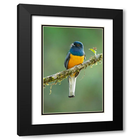 Surucua Trogon Black Modern Wood Framed Art Print with Double Matting by Zygmunt, Milan