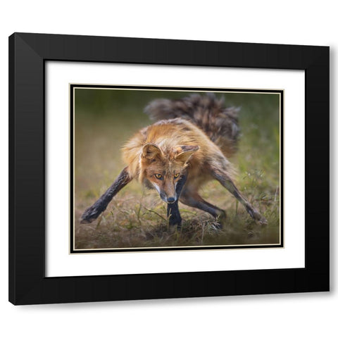 Ready To Fight Black Modern Wood Framed Art Print with Double Matting by Hu, Mei