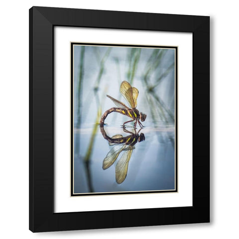 Brown Hawker-Aeshna Grandis (Linnaeus-1758) Black Modern Wood Framed Art Print with Double Matting by Bykanova, Victoria