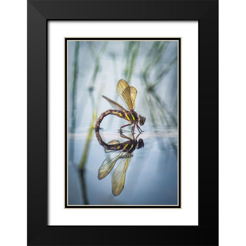 Brown Hawker-Aeshna Grandis (Linnaeus-1758) Black Modern Wood Framed Art Print with Double Matting by Bykanova, Victoria