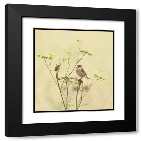 Whinchat Black Modern Wood Framed Art Print with Double Matting by Puum, Mati