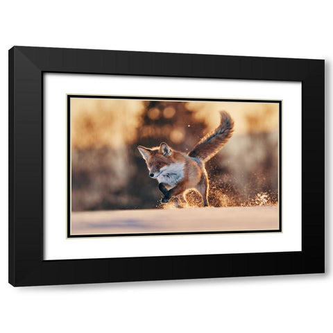 Snowy Sunset With Red Fox Black Modern Wood Framed Art Print with Double Matting by Furch, Lukas