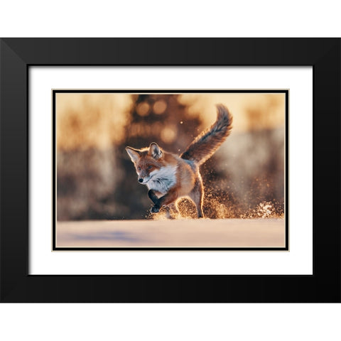 Snowy Sunset With Red Fox Black Modern Wood Framed Art Print with Double Matting by Furch, Lukas