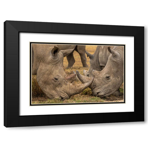 White Rhinos Close Up Black Modern Wood Framed Art Print with Double Matting by Ratna Prem, Venkata