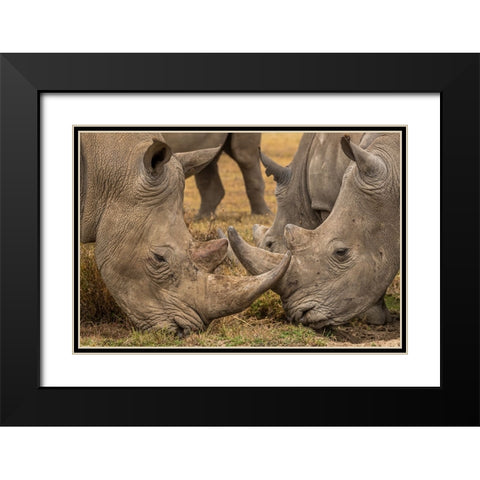 White Rhinos Close Up Black Modern Wood Framed Art Print with Double Matting by Ratna Prem, Venkata
