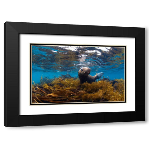 Visiting Sea Lions Black Modern Wood Framed Art Print with Double Matting by Narchuk, Andrey