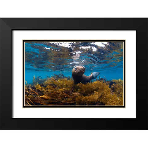 Visiting Sea Lions Black Modern Wood Framed Art Print with Double Matting by Narchuk, Andrey