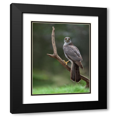 Goshawk Black Modern Wood Framed Art Print with Double Matting by Rand, Larissa