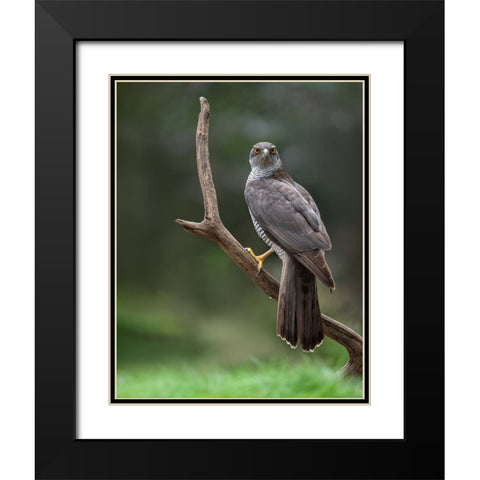 Goshawk Black Modern Wood Framed Art Print with Double Matting by Rand, Larissa