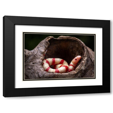 Red And White Snake Black Modern Wood Framed Art Print with Double Matting by Setiadi, Ajar