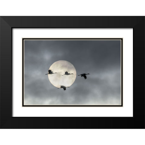 Flying High Black Modern Wood Framed Art Print with Double Matting by Fan, John