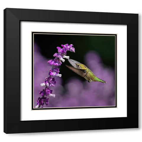 Morning Greeting Black Modern Wood Framed Art Print with Double Matting by Huang, Xiaojian