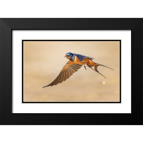 Barn Swallow Black Modern Wood Framed Art Print with Double Matting by Elkahlawi, Ahmed