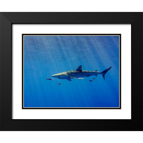 Under A Ray Of Sunlight Black Modern Wood Framed Art Print with Double Matting by Abreu, Fernando