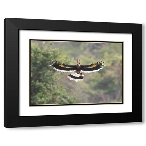 A Feast For The Junior Black Modern Wood Framed Art Print with Double Matting by Chang, Cheng