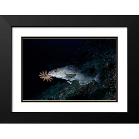 Atka Mackerel Father Black Modern Wood Framed Art Print with Double Matting by Ichinoseki, Sayaka