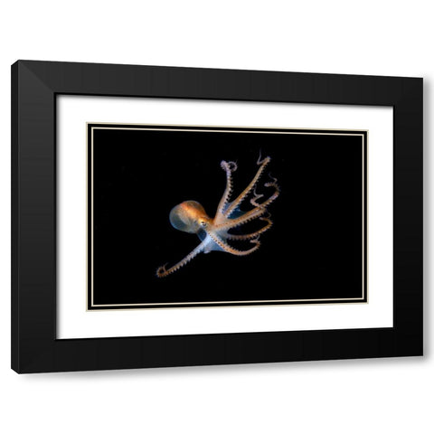 Juvenile North Pacific Giant Octopus Black Modern Wood Framed Art Print with Double Matting by Ichinoseki, Sayaka