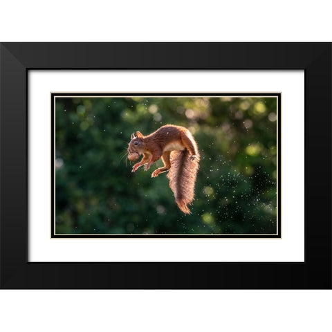 Lavitating Squirrel Black Modern Wood Framed Art Print with Double Matting by Colemont, Niki