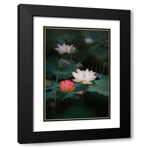 Lotus Black Modern Wood Framed Art Print with Double Matting by Kim, Youngil
