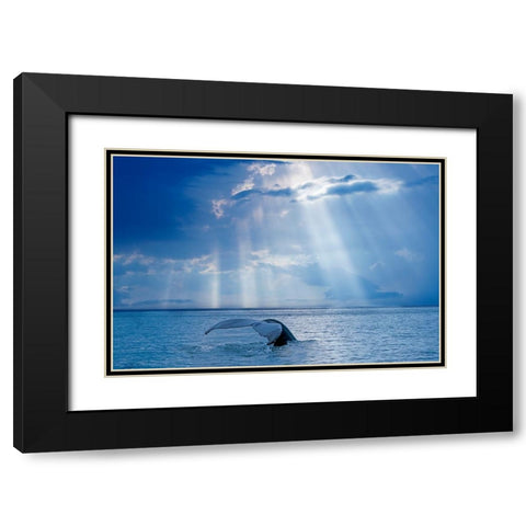 Whale And Sun Rays Black Modern Wood Framed Art Print with Double Matting by Costina, Mircea