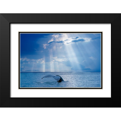 Whale And Sun Rays Black Modern Wood Framed Art Print with Double Matting by Costina, Mircea