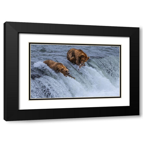Who Will SurvIVe-Salmon Running Into BearS Mouth Black Modern Wood Framed Art Print with Double Matting by Pingwei Pan, Joy