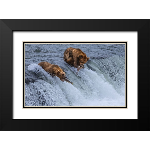 Who Will SurvIVe-Salmon Running Into BearS Mouth Black Modern Wood Framed Art Print with Double Matting by Pingwei Pan, Joy