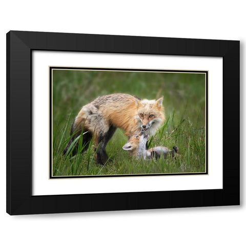 Foxes Black Modern Wood Framed Art Print with Double Matting by Ji, Shirley