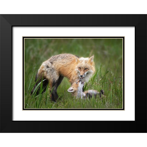 Foxes Black Modern Wood Framed Art Print with Double Matting by Ji, Shirley