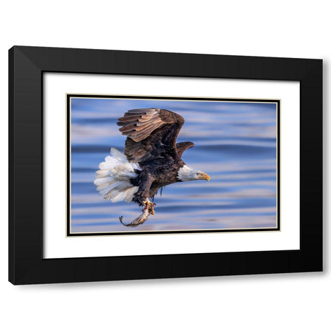 ItS My Dinner Black Modern Wood Framed Art Print with Double Matting by Zuo, Jun