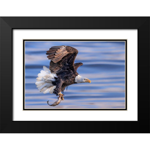 ItS My Dinner Black Modern Wood Framed Art Print with Double Matting by Zuo, Jun