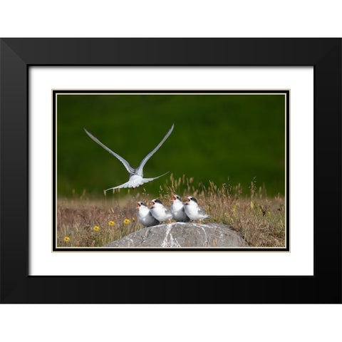 Life Black Modern Wood Framed Art Print with Double Matting by Khrbawe, Ayman