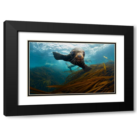 Young Lion Black Modern Wood Framed Art Print with Double Matting by Narchuk, Andrey